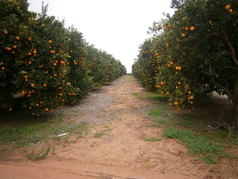 Sect 193 and 928 Virgo Road, Waikerie SA 5330