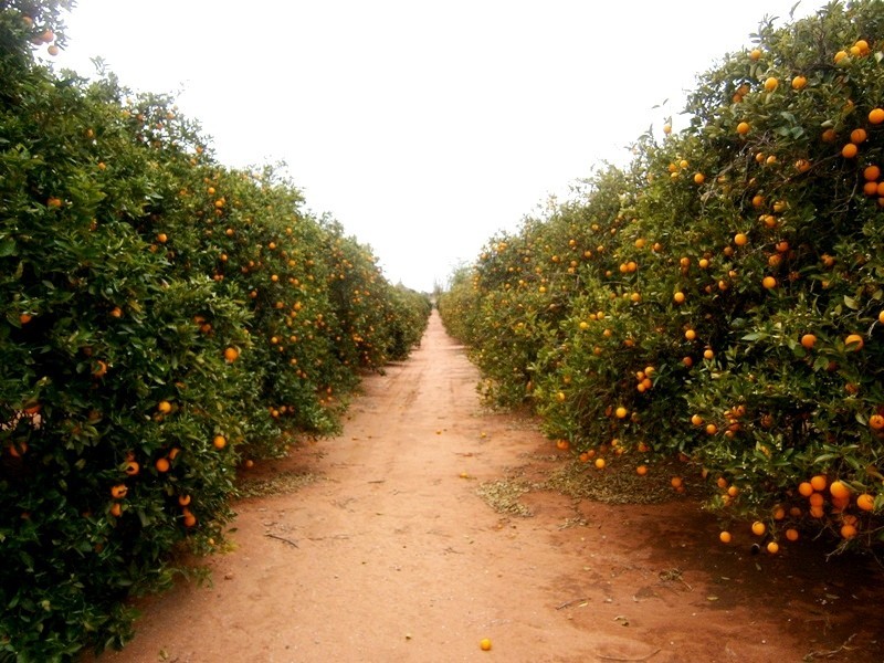 81 Medley Road, Sunlands SA 5322