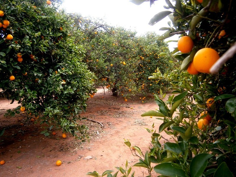 81 Medley Road, Sunlands SA 5322