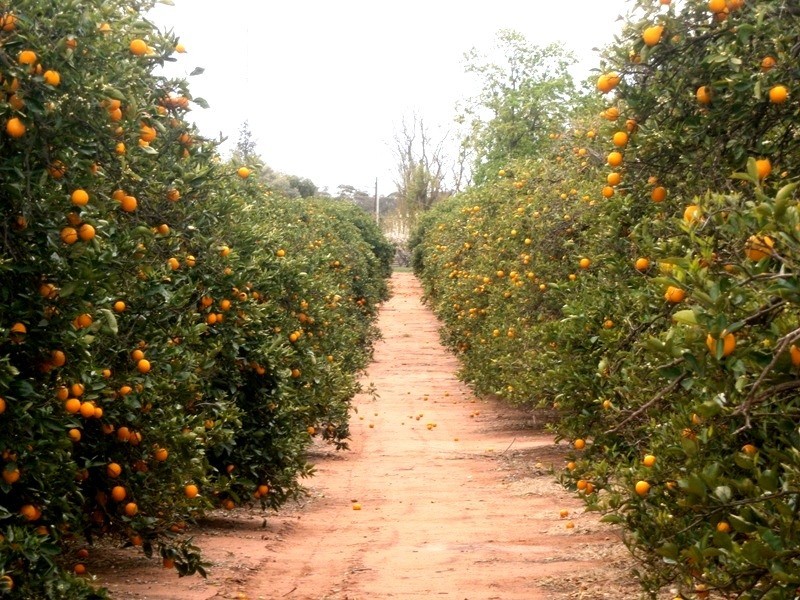 81 Medley Road, Sunlands SA 5322