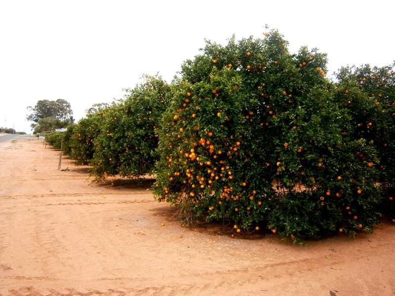 81 Medley Road, Sunlands SA 5322