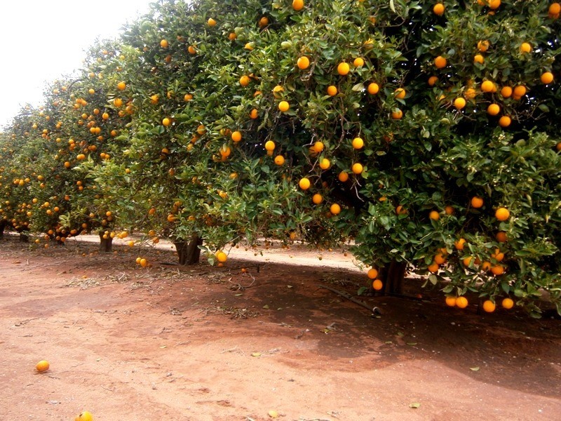 81 Medley Road, Sunlands SA 5322