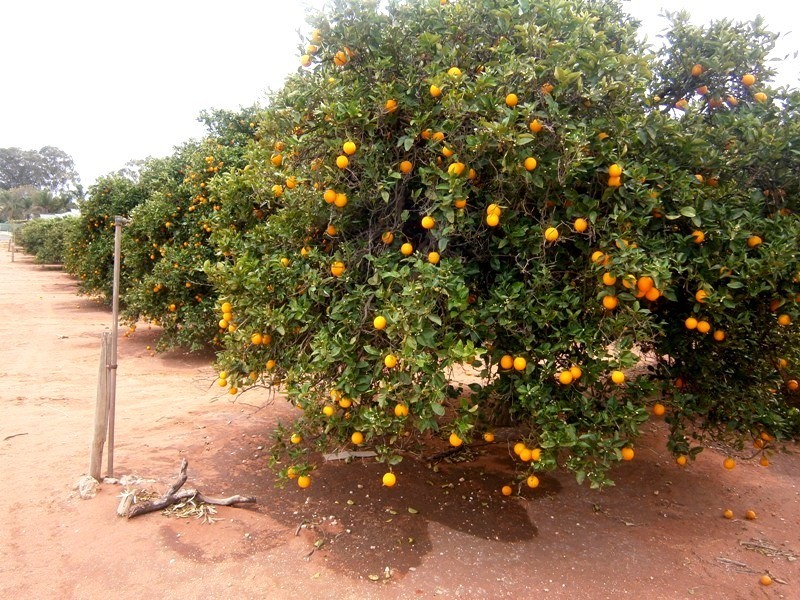 81 Medley Road, Sunlands SA 5322