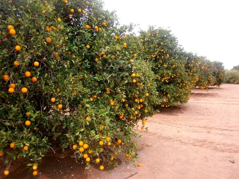 81 Medley Road, Sunlands SA 5322