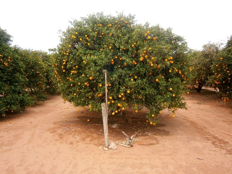 81 Medley Road, Sunlands SA 5322