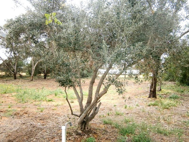 152 Cameron Street, Sunlands SA 5322