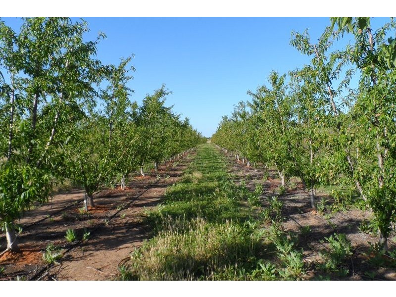 102 Brewarrina Street, Renmark North SA 5341