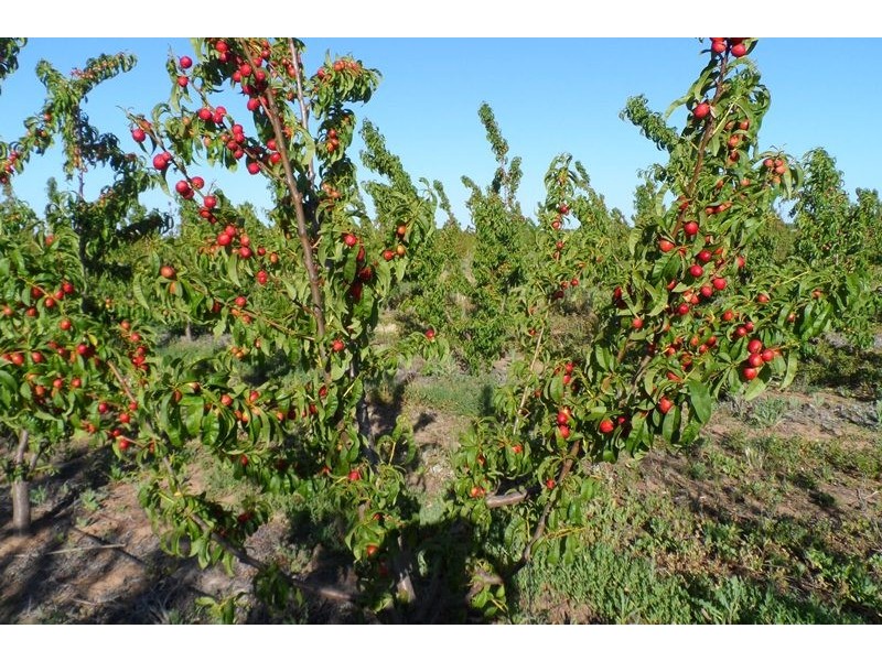 102 Brewarrina Street, Renmark North SA 5341