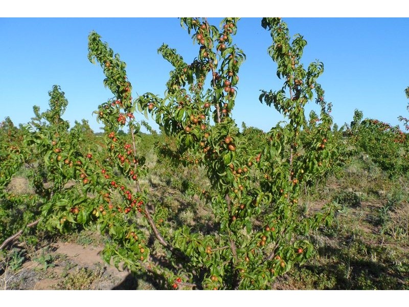 102 Brewarrina Street, Renmark North SA 5341