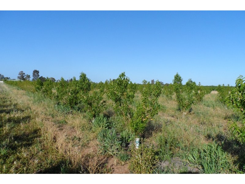 102 Brewarrina Street, Renmark North SA 5341