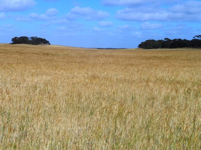 Section 24 Conservation Road, Pinnaroo SA 5304