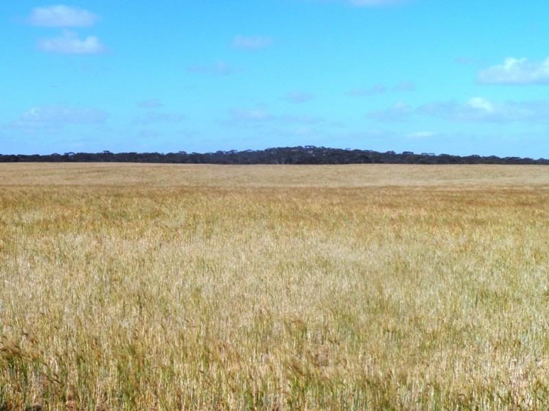 Section 24 Conservation Road, Pinnaroo SA 5304