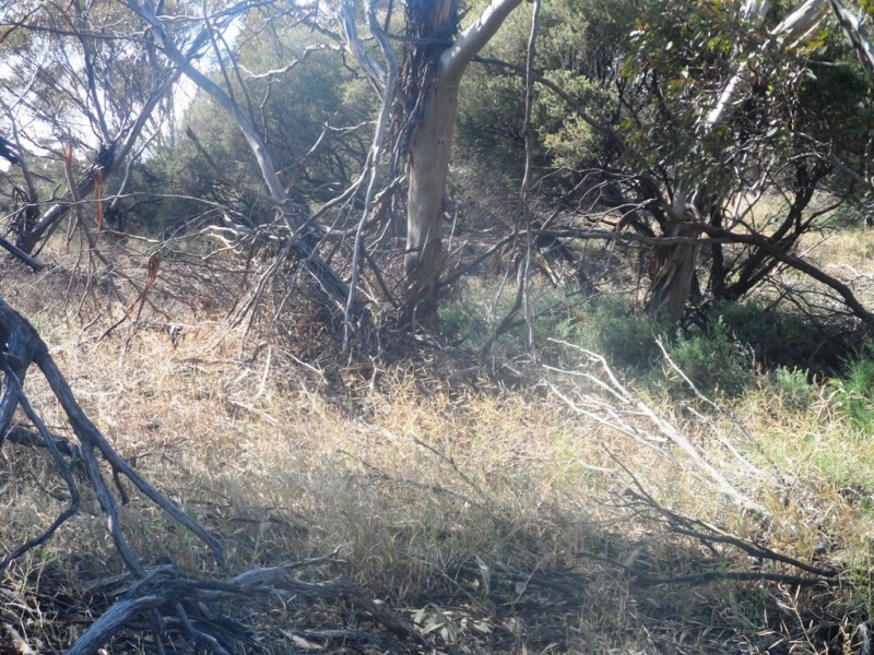 Section 24 Conservation Road, Pinnaroo SA 5304