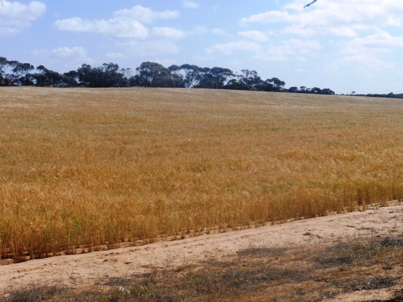 Section 24 Conservation Road, Pinnaroo SA 5304