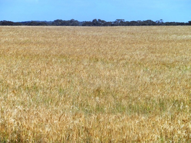 Section 24 Conservation Road, Pinnaroo SA 5304