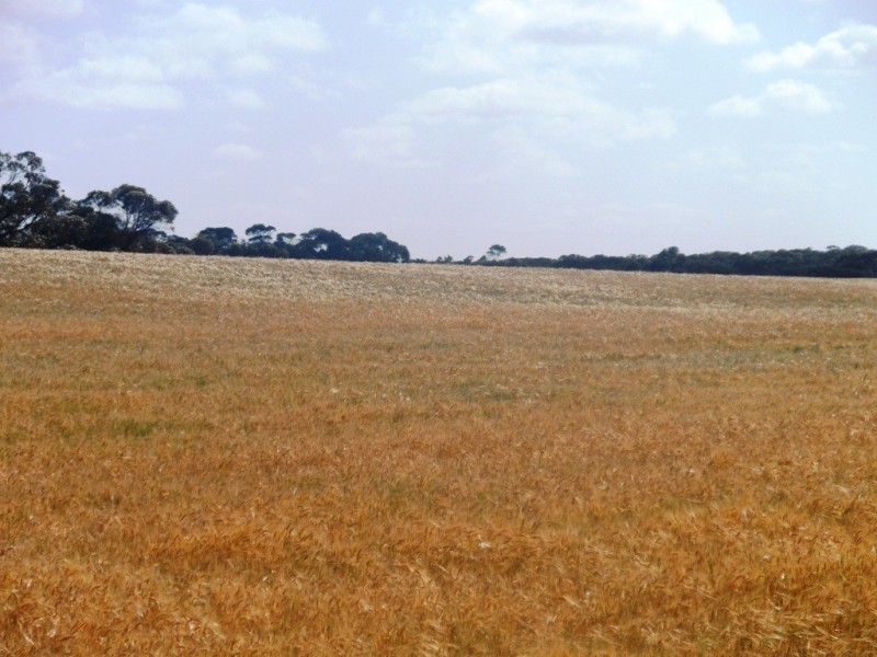 Section 24 Conservation Road, Pinnaroo SA 5304