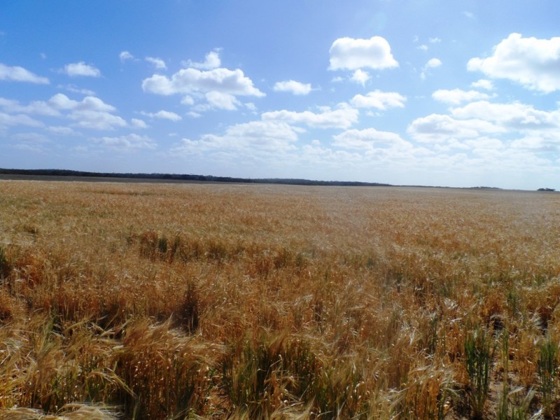 Section 24 Conservation Road, Pinnaroo SA 5304