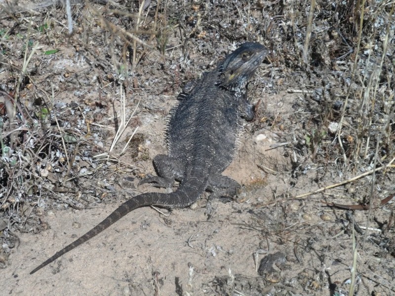 Section 24 Conservation Road, Pinnaroo SA 5304
