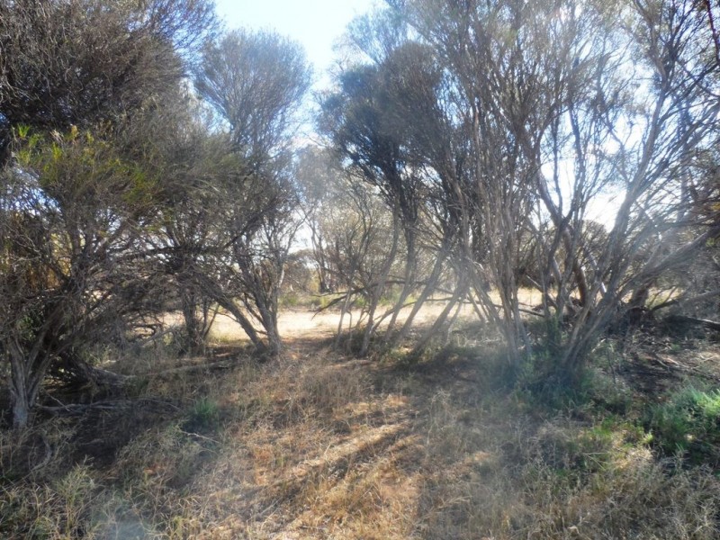 Section 24 Conservation Road, Pinnaroo SA 5304