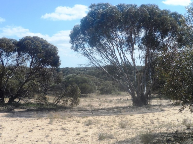 Section 24 Conservation Road, Pinnaroo SA 5304