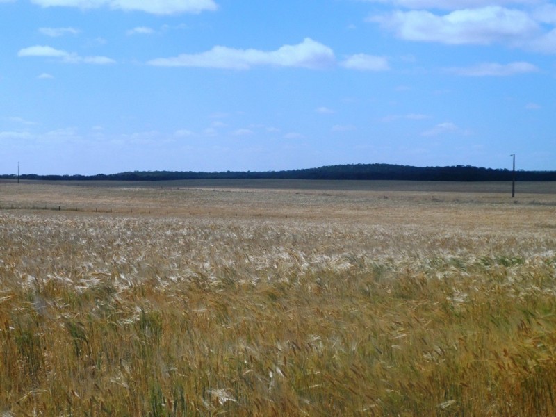 Section 24 Conservation Road, Pinnaroo SA 5304