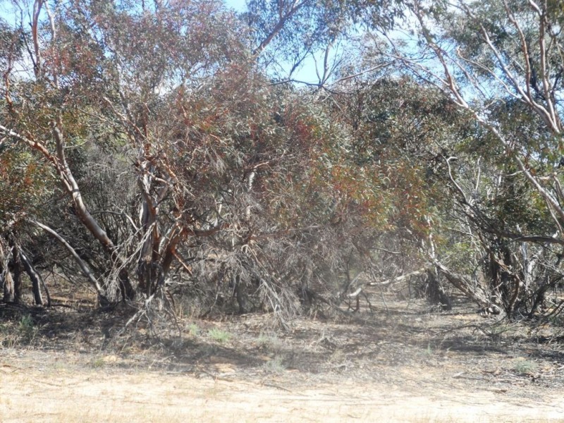 Section 24 Conservation Road, Pinnaroo SA 5304