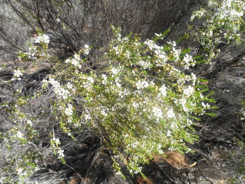 Section 24 Conservation Road, Pinnaroo SA 5304