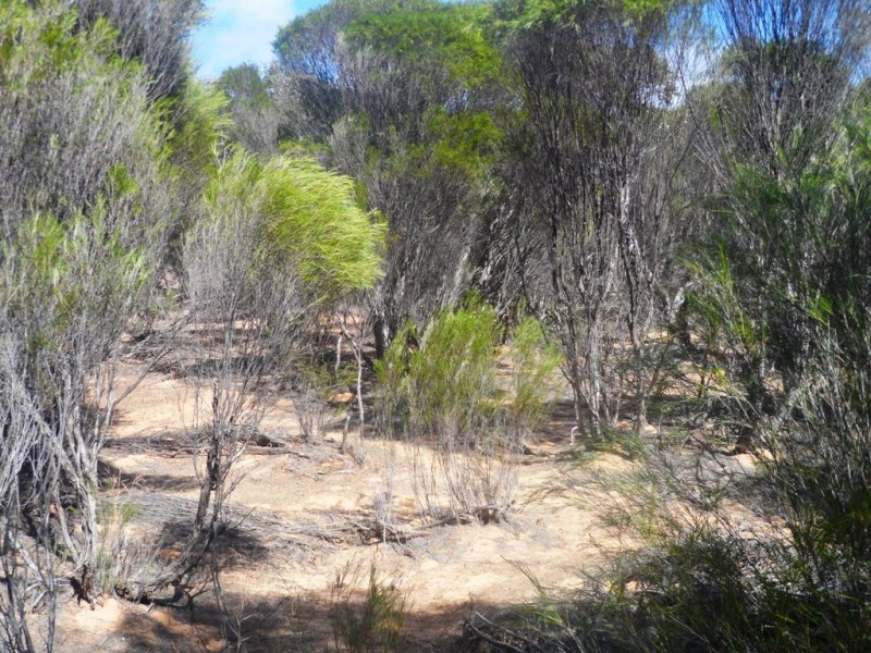 Section 24 Conservation Road, Pinnaroo SA 5304