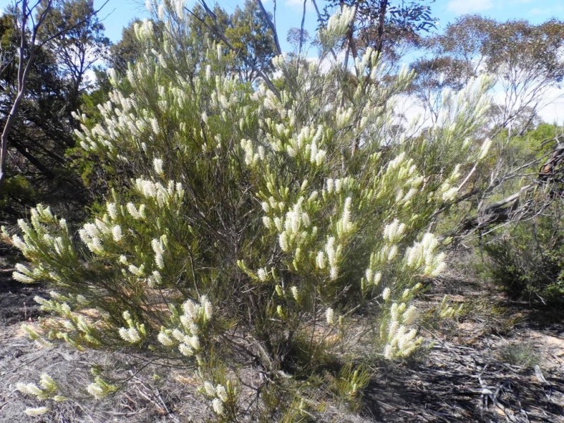 Section 24 Conservation Road, Pinnaroo SA 5304