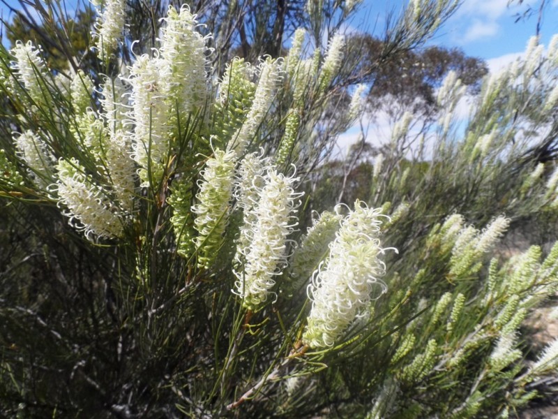 Section 24 Conservation Road, Pinnaroo SA 5304