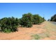 Sect 814 Middleton Road, Loxton SA 5333