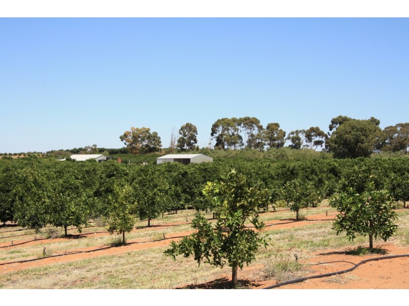 Sect 814 Middleton Road, Loxton SA 5333