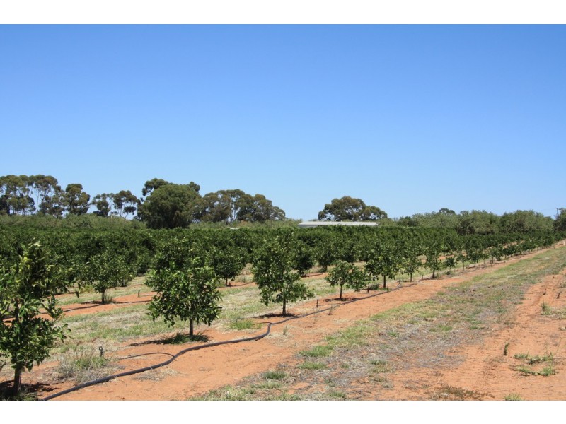 Sect 814 Middleton Road, Loxton SA 5333