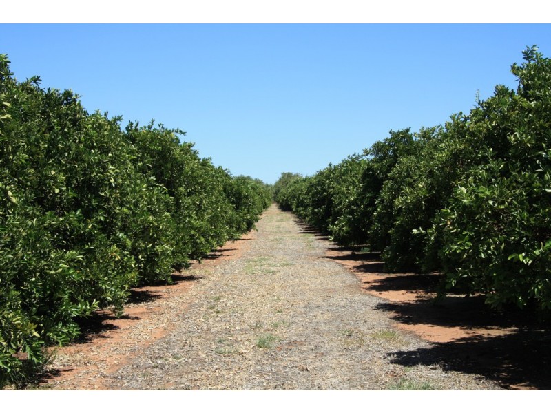 Sect 814 Middleton Road, Loxton SA 5333