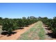 Sect 814 Middleton Road, Loxton SA 5333