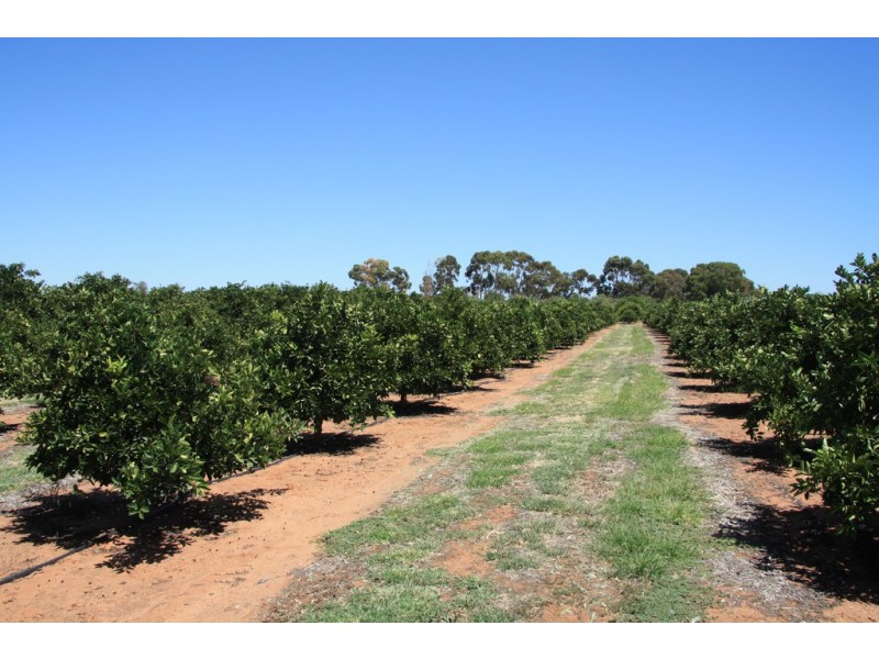 Sect 814 Middleton Road, Loxton SA 5333