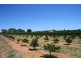 Sect 814 Middleton Road, Loxton SA 5333