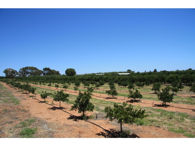 Sect 814 Middleton Road, Loxton SA 5333