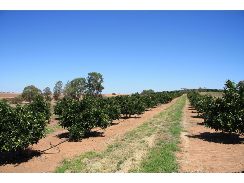 Sect 814 Middleton Road, Loxton SA 5333