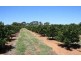 Sect 814 Middleton Road, Loxton SA 5333