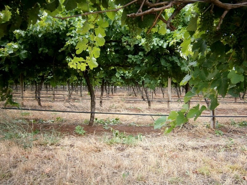 85 Blake Road, Waikerie SA 5330