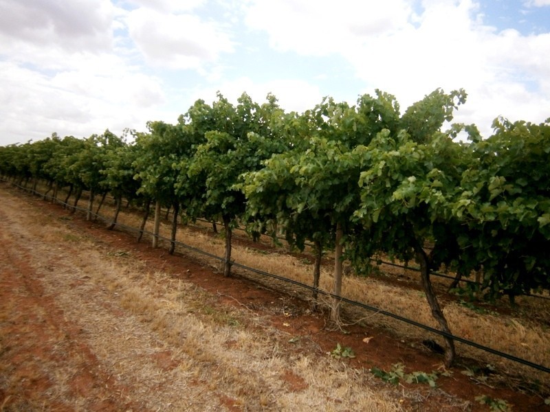 85 Blake Road, Waikerie SA 5330