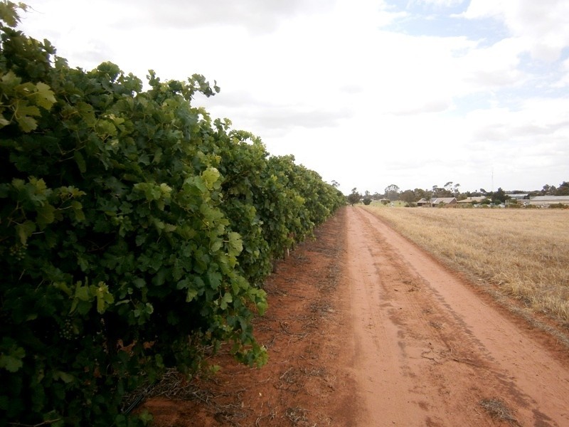 85 Blake Road, Waikerie SA 5330