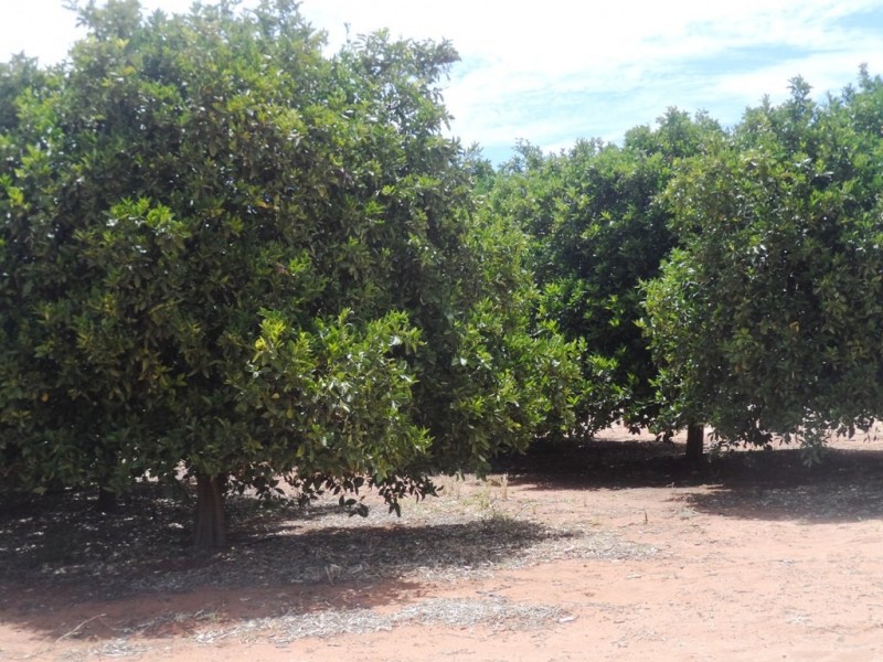 - Anderson Road, Loxton SA 5333