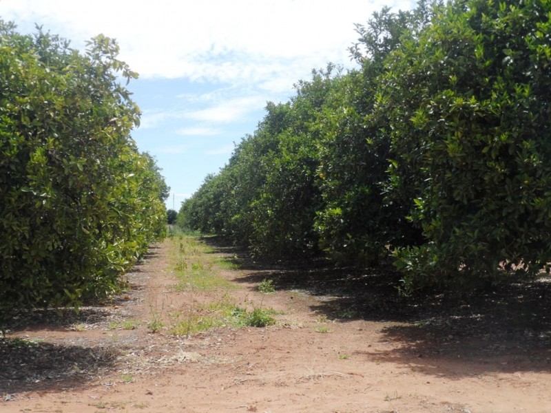 - Anderson Road, Loxton SA 5333