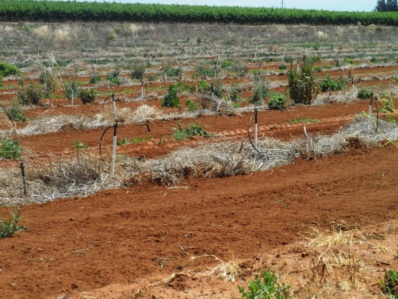 - Anderson Road, Loxton SA 5333