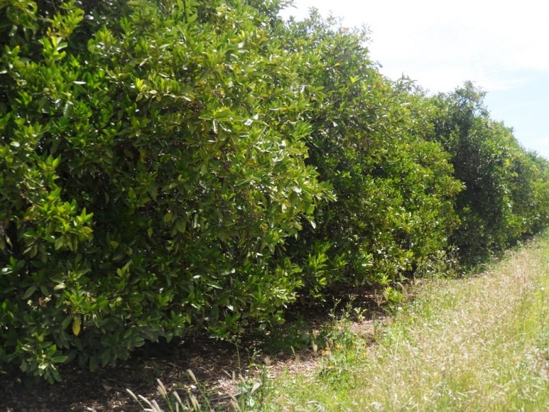 - Anderson Road, Loxton SA 5333