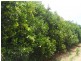 - Anderson Road, Loxton SA 5333