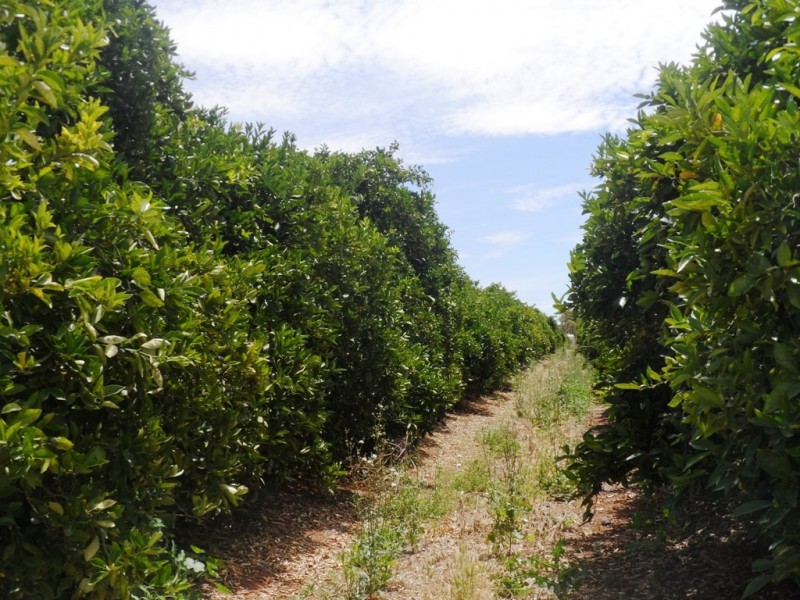 - Anderson Road, Loxton SA 5333
