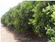 - Anderson Road, Loxton SA 5333